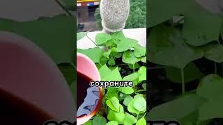 Как применять коричневый сахар и соду для растений #дача #сад #огород #удобрение
