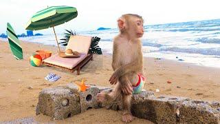Monkey Pupu is very afraid of sea water, dad had to reassure him