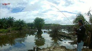 MANCING IKAN GABUS DENGAN TEHNIK CASTING MEMANG ASIK || kir Yanto 77