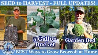 BEST Ways to Grow Broccoli (SEED to HARVEST) 5 Gallon Bucket & Garden Bed