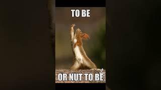 Oh to be a squirrel  #comedy #squirrel #funny