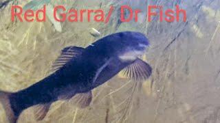 Fish Profile: Everything you Need to Know about the Red Garra aka Doctor Fish and it's use in Spas