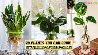 20 Plants You Can Grow in Your Indoor Water Garden || Home Garden #houseplants