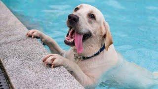 BEST Pets of the Summer 2024  The FUNNIEST DOGS playing with Water