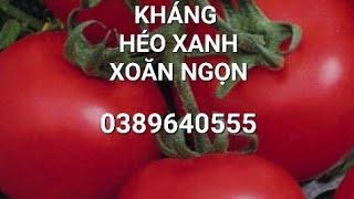 Giống cà chua số 1 Việt nam,KHÁNG HÉO XANH, VIRUS, năng suất lên đến 150 tấn/ha. #cachua 0389640555