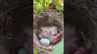 Baby Bird Hatching #animals #wildlife #birds