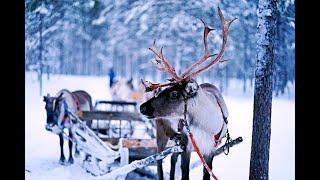 Северный олень. Покормить оленей на Сахалине. #shorts