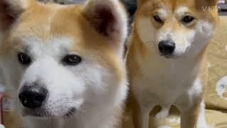 今日の秋田犬と柴犬　-謹賀新年-