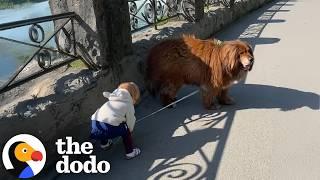 135-Pound Dog Is Gentlest Big Brother To Human Baby Sister | The Dodo