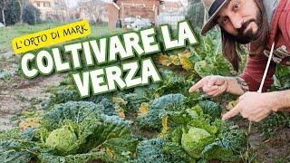 Coltivare il cavolo verza - dal trapianto alla raccolta