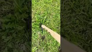 Effortless Weed Removal with Grampa’s Weeder!  ‍