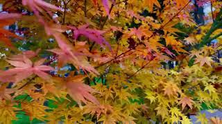 Fading Autumn Leaves  Melancholic Ambient Instrumental  Beautiful Relaxing Music, Relaxation