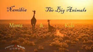 Namibia, The Big Animals: Moms & Their Kids // 纳米比亚的大动物：妈妈和她们的孩子们