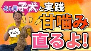 【犬 しつけ】子犬が甘噛みしてきたら、どうしたら良いの？子犬の甘噛みのしつけ方