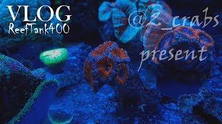 VLOG ReefTank 400. 26 декабря.