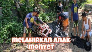 CAN MACANAN MELAHIRKAN ANAK MONYET