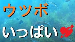 ウツボがいっぱい水中カメラで見る美しい和歌山の海底