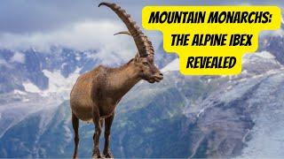 Meet the Majestic Alpine Ibex #ibex #animals #wildlife #nature