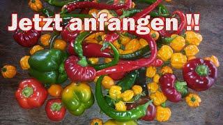 Paprika anbauen - früh anfangen, toll ernten - Weltrekordversuch