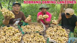 Jackpot sa dami ng Harvest ng Lanzones...Dagsa na Lanzones kina Pinsan @kabestfriendtv