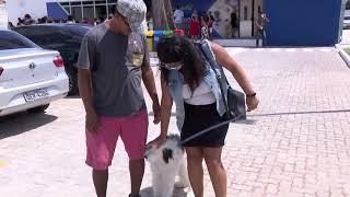 Inauguração de hospital veterinário público em Belém - Record TV Belém