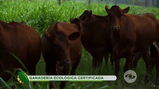 Conozca en qué consiste y los beneficios de la ganadería ecológica certificada - La Finca de Hoy