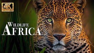 Africa Wildlife 4K - Wonderful wildlife movie with soothing music