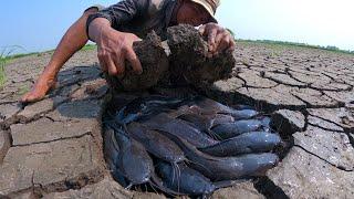Technique underground fishing - a fisherman catch a lots catfish by hand in dry season