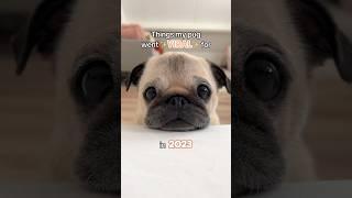 Things my PUG went VIRAL for in 2023!  #pug #dog #puppy