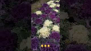 Ornamental cabbages that we planted through seeds /کلم های زینتی ای که از طریق بذر کاشتیم