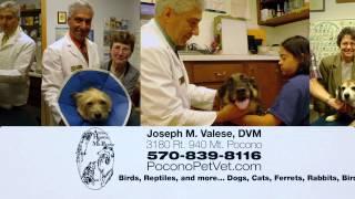 FOX56 WOLF TV PoconoPetVet 15S_12-1CHANGES