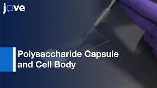 Polysaccharide Capsule and Cell Body of Baterial Species Measurement | Protocol Preview