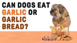 Can Dogs Eat Garlic or Garlic Bread? Complete Guide