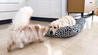 What does a Cat do when he finds a Golden Retriever in dog Bed