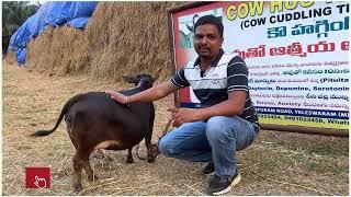 Variation between miniature & punganuru cows | Nadipathy Goshala | #miniature #punganuru #shortvideo