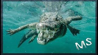 ► Australia el cocodrilo Marino  (DOCUMENTAL)