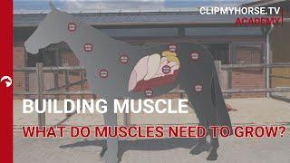 How to build muscles - feeding & training I ClipMyHorse.TV Academy
