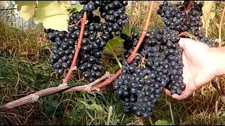 Важный фактор для правильной обработки винограда. An important factor for the processing of grapes