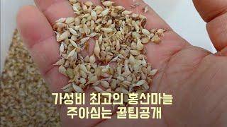 마늘재배 팁 - 6  홍산마늘 주아 주문은 010 8826 0688입니다.