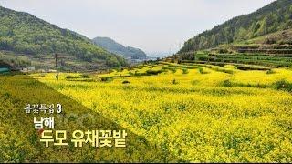 [경남100경 완전정복] 28경. 봄꽃 특집3) 남해 두모 유채 꽃밭