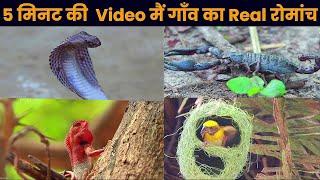 Adventure Survival in the Forest | Animals, Snake, Birds House, Nature | Rural life of Village India