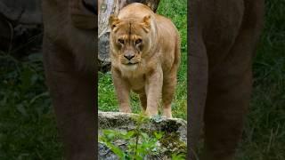 Lion videos | wild animals | Jungle king | Animals Sounds | Jungle Mangle tv