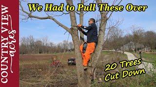 Cutting down trees in old fence row along driveway.  Doesn't always go as planned.