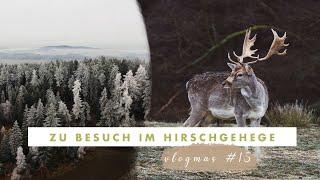 Tierfotografie: wir fotografieren Hirsche | #vlogmas #15 | kamerakinder