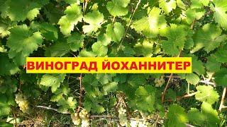 Отличный немецкий сорт технического винограда Йоханнитер. Практика выращивания в Липецкой области