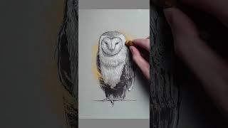 Owl with Golden Swirl Thingy - Pen Drawing
