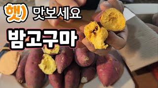 햇)밤고구마   맛보세요 퍽퍽한 밤