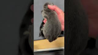 Puppies, puppies and more puppies.  #youtubeshorts #puppy #canecorso #cute #fyp