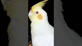 when we call #comedy #funnyvideo #happy #satisfying #funny #funnyanimals #cockatiel #funnyshorts