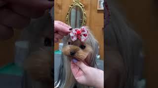 Let’s do a Yorkie top knot! #yorkshireterrier #yorkiehaircut #doggroomingtips #jessronagrooming